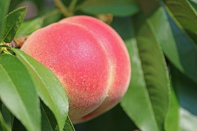 桃のイメージ画像。